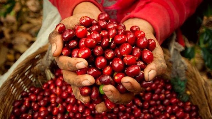 Giá cà phê hôm nay 10/9: Giá cà phê Robusta, Arabica tiếp tục giảm